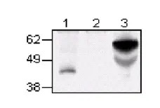 Anti Cat CD134 Antibody, clone 7D6 gallery image 1