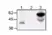 Anti Cat CD134 Antibody, clone 7D6 thumbnail image 1