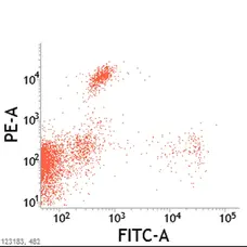 Anti Cat CD8 Alpha/Beta Antibody, clone vpg9 gallery image 1