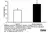 Anti Cat IgA Antibody, clone IgA9-6A thumbnail image 1