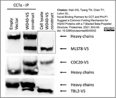 Anti CCT Epsilon Antibody, clone PK/29/23/8d gallery image 1