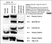 Anti CCT Epsilon Antibody, clone PK/29/23/8d thumbnail image 1