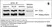 Anti CCT Epsilon Antibody, clone PK/29/23/8d thumbnail image 2