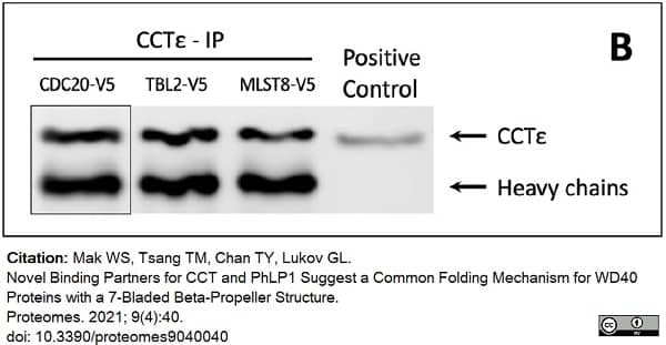 Anti CCT Epsilon Antibody, clone PK/29/23/8d gallery image 2