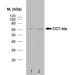 Anti CCT eta Antibody, clone PK/16/8/a gallery image 1