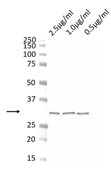 Anti CDK4 Antibody, clone DCS-31.2 (Monoclonal Antibody Antibody) gallery image 1