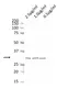 Anti CDK4 Antibody, clone DCS-31.2 (Monoclonal Antibody Antibody) thumbnail image 1