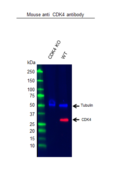 Anti CDK4 Antibody, clone DCS-31.2 (Monoclonal Antibody Antibody) gallery image 2