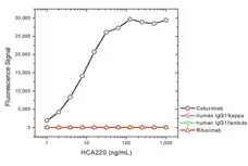 Anti Cetuximab Antibody, clone AbD19834_hIgG1 gallery image 2