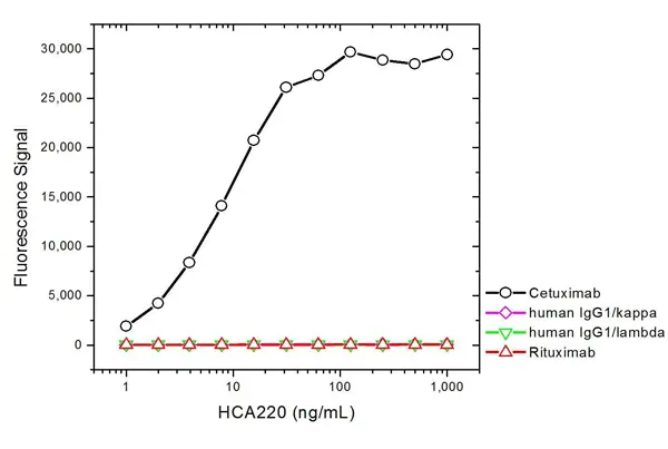 Anti Cetuximab Antibody, clone AbD19834_hIgG1 gallery image 2
