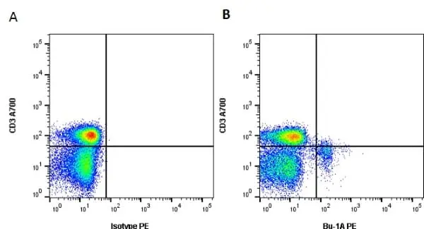 Anti Chicken Bu-1A Antibody, clone L22 gallery image 2