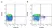 Anti Chicken Bu-1A Antibody, clone L22 thumbnail image 3