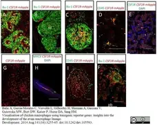 Anti Chicken Bu-1A Antibody, clone L22 gallery image 4