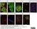 Anti Chicken Bu-1A Antibody, clone L22 thumbnail image 4