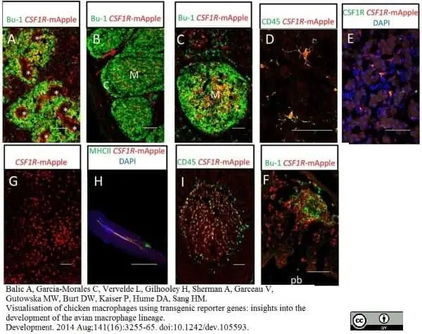 Anti Chicken Bu-1A Antibody, clone L22 gallery image 4