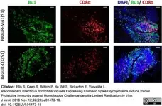 Anti Chicken Bu-1a/b Antibody, clone AV20 gallery image 1