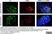 Anti Chicken Bu-1a/b Antibody, clone AV20 thumbnail image 1