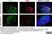 Anti Chicken Bu-1a/b Antibody, clone AV20 thumbnail image 1