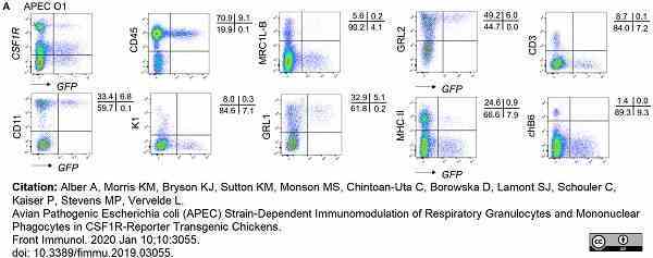 Anti Chicken Bu-1a/b Antibody, clone AV20 gallery image 2