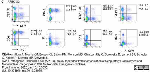 Anti Chicken Bu-1a/b Antibody, clone AV20 gallery image 3