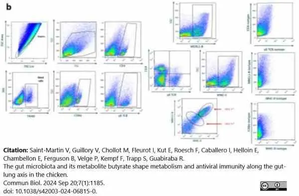 Anti Chicken Bu-1a/b Antibody, clone AV20 gallery image 5