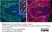 Anti Chicken CD184 / CXCR4 Antibody, clone 9D9 thumbnail image 2