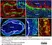 Anti Chicken CD184 / CXCR4 Antibody, clone 9D9 thumbnail image 3