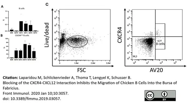Anti Chicken CD184 / CXCR4 Antibody, clone 9D9 gallery image 4