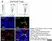 Anti Chicken CD25 Antibody, clone AbD13504 thumbnail image 7
