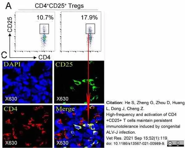 Anti Chicken CD25 Antibody, clone AbD13504 gallery image 7