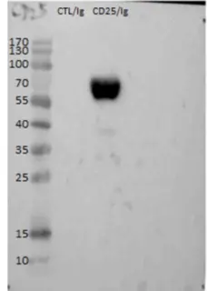 Anti Chicken CD25 Antibody, clone AV142 gallery image 2