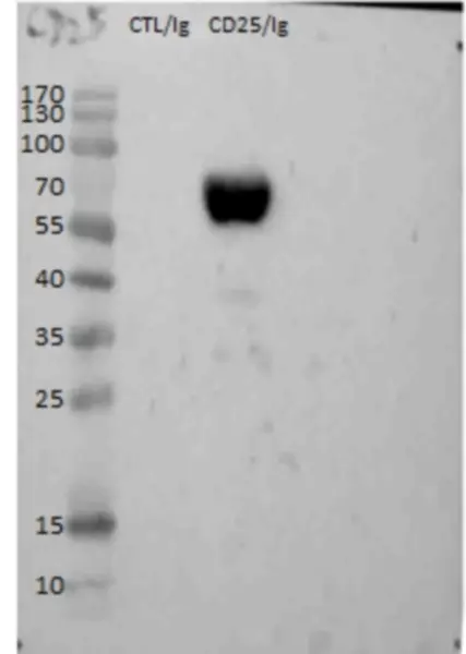 Anti Chicken CD25 Antibody, clone AV142 gallery image 2