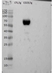 Anti Chicken CD25 Antibody, clone AV142 thumbnail image 2