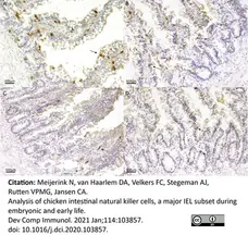 Anti Chicken CD25 Antibody, clone AV142 gallery image 5