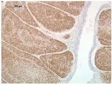 Anti Chicken CD268 / BAFF-R Antibody, clone 2C4 gallery image 1