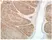 Anti Chicken CD268 / BAFF-R Antibody, clone 2C4 thumbnail image 1