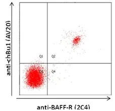 Anti Chicken CD268 / BAFF-R Antibody, clone 2C4 gallery image 2