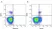 Anti Chicken CD3 Antibody, clone CT-3 thumbnail image 1