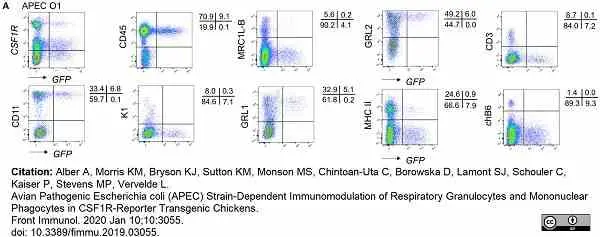 Anti Chicken CD3 Antibody, clone CT-3 | Bio-Rad