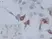 Anti Chicken CD34 Antibody, clone AV138 thumbnail image 2
