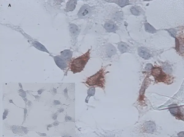 Anti Chicken CD34 Antibody, clone AV138 gallery image 2