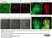 Anti Chicken CD41/CD61 Antibody, clone 11C3 thumbnail image 4