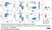 Anti Chicken CD41/CD61 Antibody, clone 11C3 thumbnail image 7