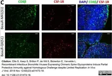 Anti Chicken CD8 Beta Antibody, clone EP42 gallery image 1