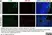 Anti Chicken CD8 Beta Antibody, clone EP42 thumbnail image 1