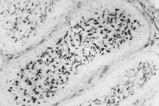 Anti Chicken CSF1R Antibody, clone ROS-AV170 gallery image 1