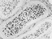 Anti Chicken CSF1R Antibody, clone ROS-AV170 thumbnail image 1