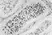 Anti Chicken CSF1R Antibody, clone ROS-AV170 thumbnail image 1