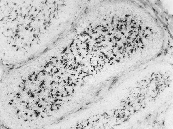 Anti Chicken CSF1R Antibody, clone ROS-AV170 gallery image 1