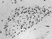 Anti Chicken CSF1R Antibody, clone ROS-AV170 thumbnail image 2